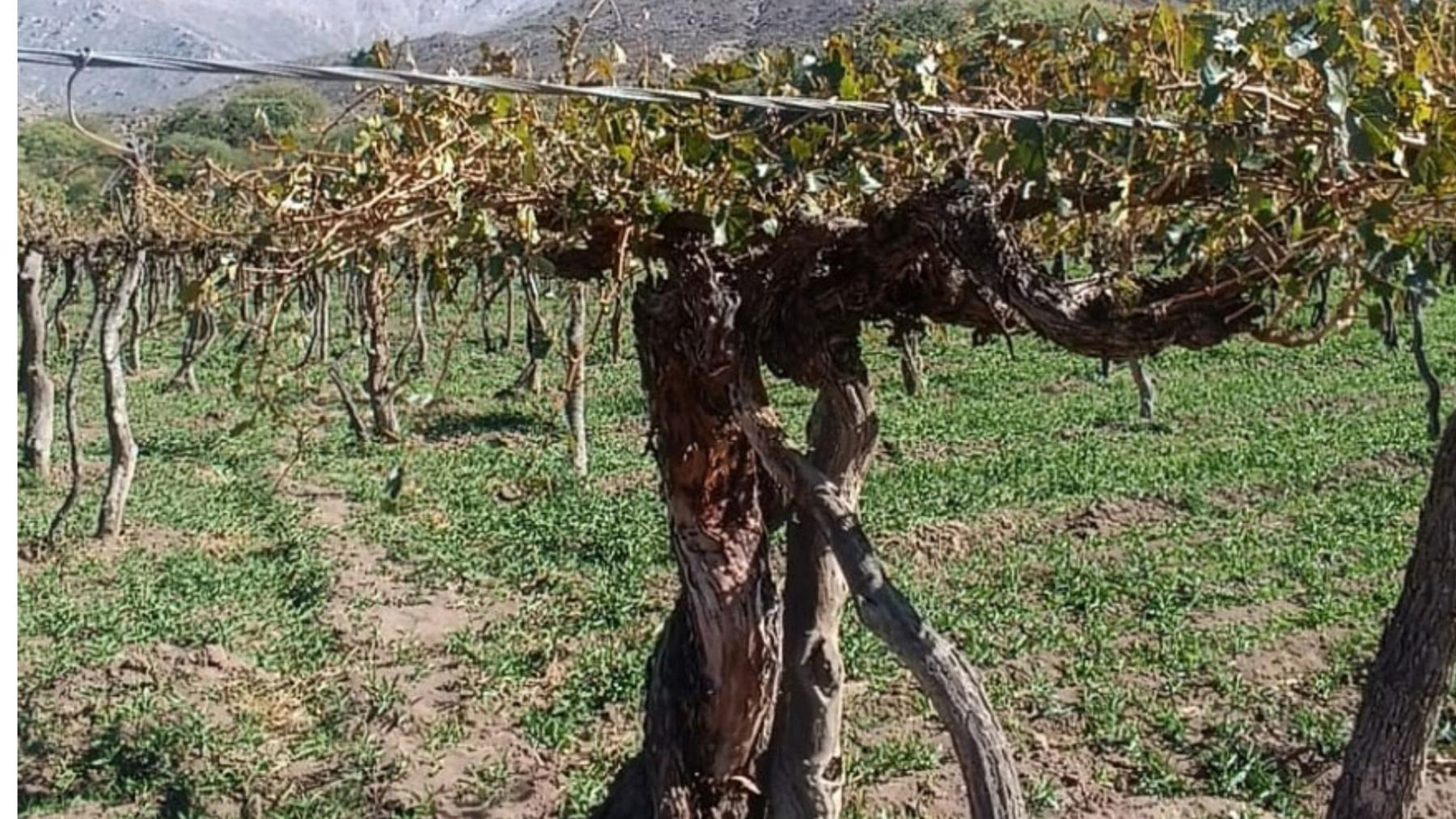 Es el viñedo de Malbec más antiguo del mundo y, en el caso del Cabernet Sauvignon, uno de los tres más viejos